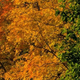 Illustration for article titled Shooting Challenge Fall Leaves Gallery 7